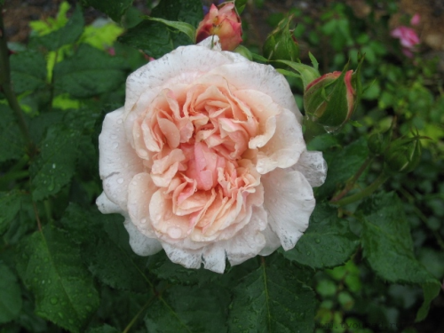 13774afc9f0964e748f5.png