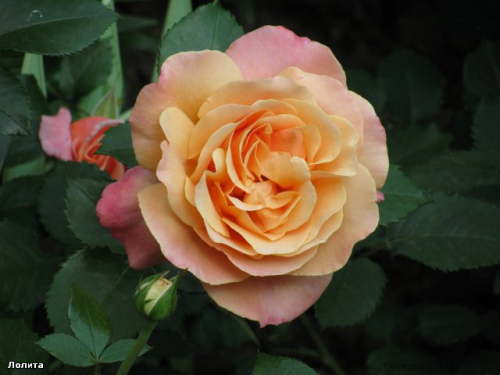 32134bb4c6f90f05063fd1f708d13aa6