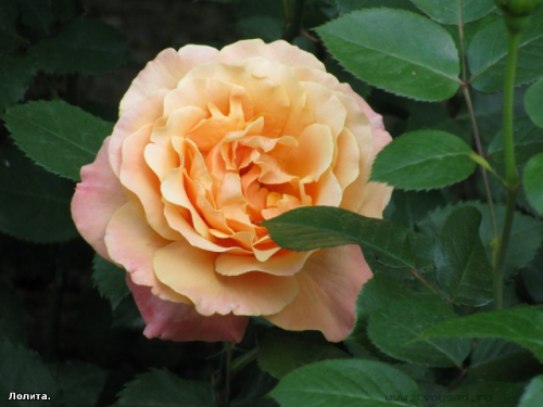 8cb28242dcb15556ac33e28843d2350d