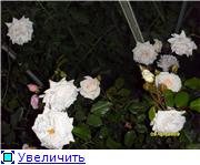 d6c1a275b770t