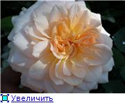 ed54ddc1dcf6t