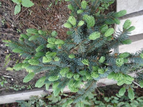 Picea pungens Montgomery 16 1